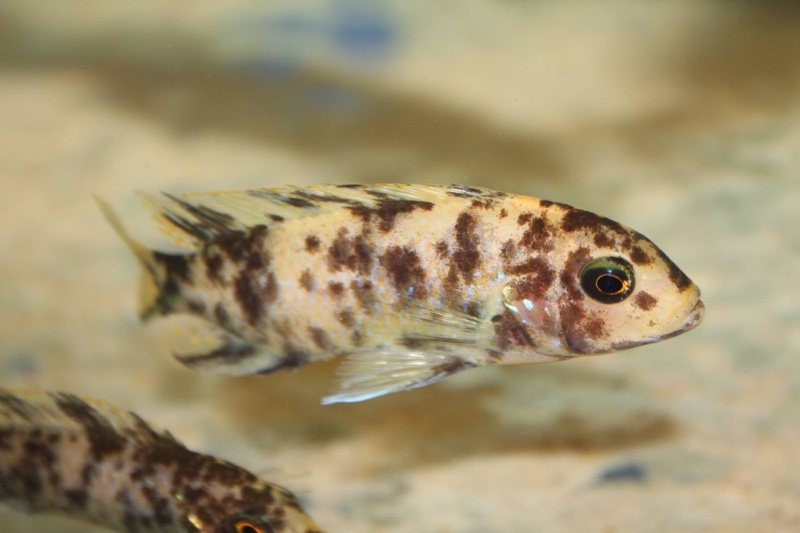 Maylandia sp. 'zebra gold' Nkhata Bay